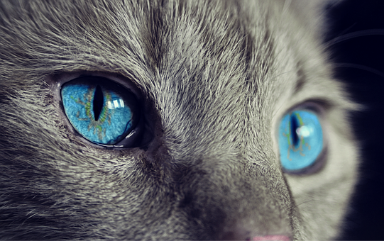Cat, Cat'S Eyes, Blue Eyes, Gray Cat